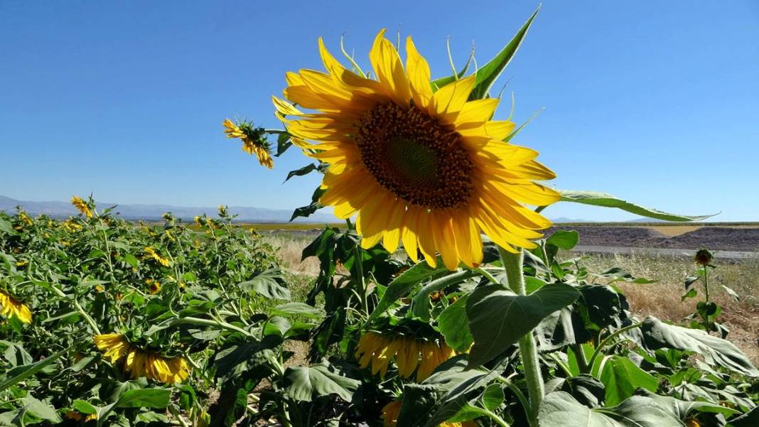 O kentle özdeşleşti: Yüzlerce aile için gelir kapısı! Yurt dışına da ihraç ediliyor 7